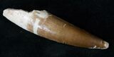 Spinosaurus Tooth With Beautiful Enamel #15873-1